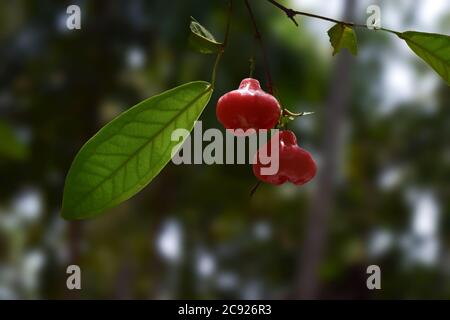 Frisch gereifte Rosenäpfel, chambakka auf einem Baum Stockfoto