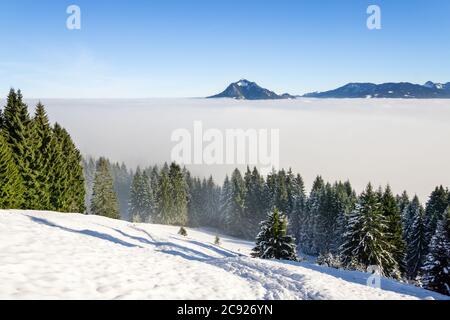 Erstaunliche Winter Blick auf verschneite Berge über Inversionsnebelwolken mit Waldbäumen. Frühmorgens Sonnenaufgang Blick vom Oftersschwanger Horn nach Grünten Stockfoto