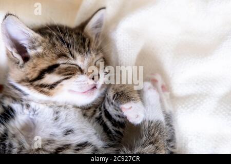 Kleine gestreifte Kätzchen schlafen bedeckt mit weißer Lichtdecke. Konzept der liebenswert Haustiere. Stockfoto