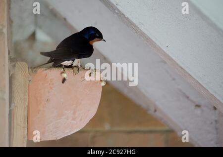 Schwalben, die Babys am Nestplatz füttern, Devon, Großbritannien Stockfoto