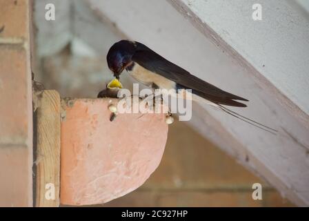 Schwalben, die Babys am Nestplatz füttern, Devon, Großbritannien Stockfoto