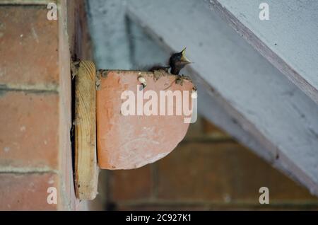 Schwalben, die Babys am Nestplatz füttern, Devon, Großbritannien Stockfoto