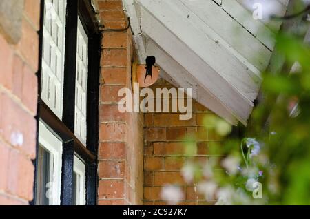 Schwalben, die Babys am Nestplatz füttern, Devon, Großbritannien Stockfoto