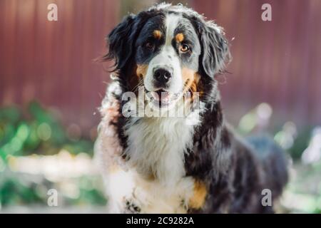 Berner Berghund liegt im Herbst auf Gras Stockfoto