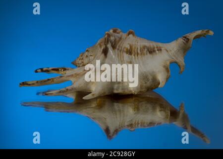 kleine Seasnail Schale, gebrochen durch das Meer Stockfoto