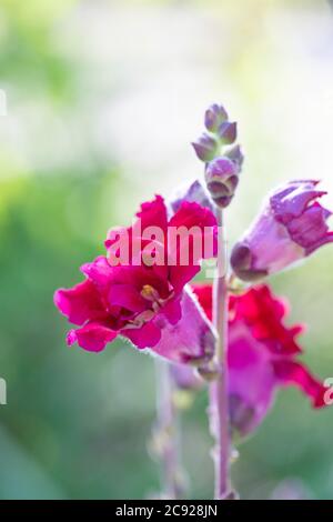 Pink Garden Snapdragon Stockfoto