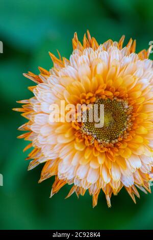 Orange/Weiß Barberton Daisy Stockfoto