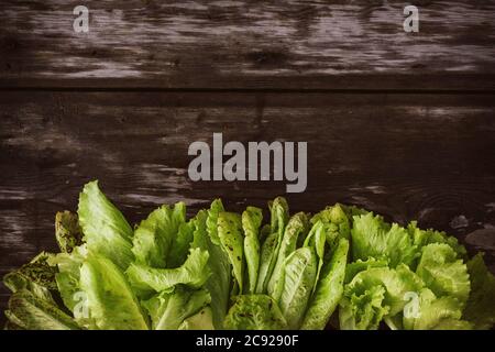 Muster aus frischen Salatleavesauf einem dunklen Holztisch Batavia Salat Copy Space Stockfoto