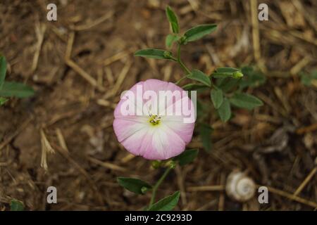 Wilde lila Blume wachsen im Sommergarten. Birke Bindenweed Pflanze. Draufsicht. Stockfoto
