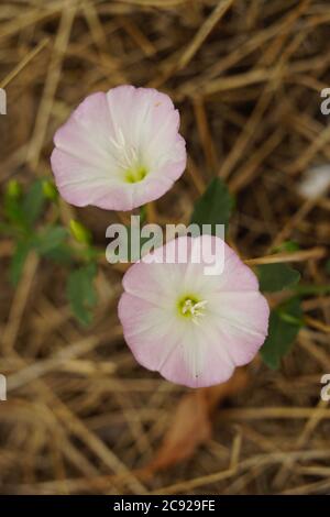 Zwei lila Blüten Birke Bindenweed wachsen im Garten. Stockfoto