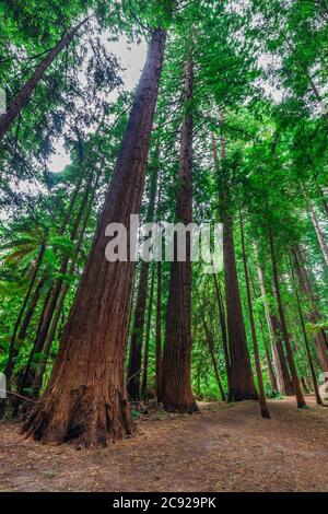 Die Redwoods im Whakarewarewa Forest. Redwoods Treewalk Rotorua, Neuseeland Stockfoto