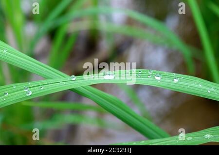 Kristallklare Wassertröpfchen auf dem grünen Blatt im Morgensonnenlicht Stockfoto
