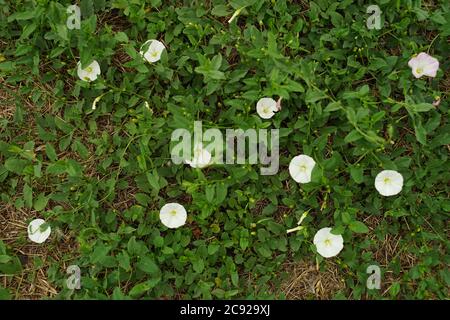 Weiße Wildblumen Birke Bindweed in grünem Gras. Natürlicher Hintergrund im Garten Stockfoto