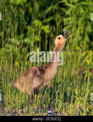 Kanadische Gänse Baby Gänse Nahaufnahme Profil Ansicht Fressen Gras mit einem Laub Hintergrund und Vordergrund in seinem Lebensraum und Umgebung Stockfoto