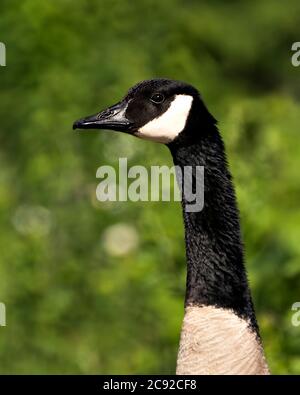 Kanadische Gänse Kopf Nahaufnahme Profilansicht mit einem verschwommenen grünen Hintergrund in seinem Lebensraum und Umgebung, Blick auf die linke Seite. Stockfoto