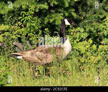 Kanadische Gänse Nahaufnahme Profil Ansicht mit braunen Feder Gefieder, Körper mit einem Laub Hintergrund in seinem Lebensraum und Umgebung. Stockfoto