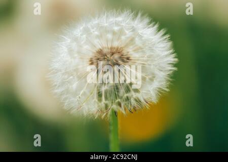 Schöner flauschiger Löwenzahn im Freien auf einem verschwommenen Hintergrund, blühender Löwenzahn Stockfoto