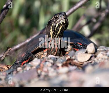 Bemalte Schildkröte Nahaufnahme Profil Ansicht auf Kies, zeigt Schildkröte Shell, Beine, Kopf in seinem Lebensraum und Umgebung mit einem unscharfen Hintergrund. Stockfoto