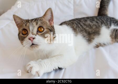 Braun gestreifte Scottish Fold Kitten, die niedliche Katze schläft, Scottish Fold Stockfoto