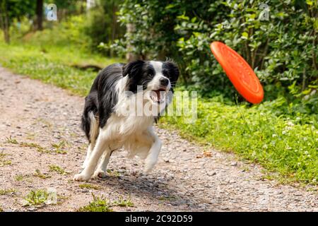 Outdoor-Porträt von niedlichen lustigen Welpen Hund Grenze Collie Fangen Frisbee in der Luft. Hund spielt mit fliegender Scheibe. Sportliche Aktivität mit Hund im Park draußen Stockfoto