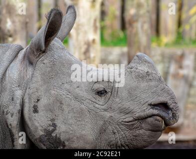 Ein männliches eingehörntes Nashorn im Zoo von Edinburgh, Schottland. Stockfoto