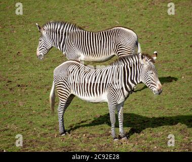 Grevy's Zebra im Edinburgh Zoo, Schottland.UK Stockfoto