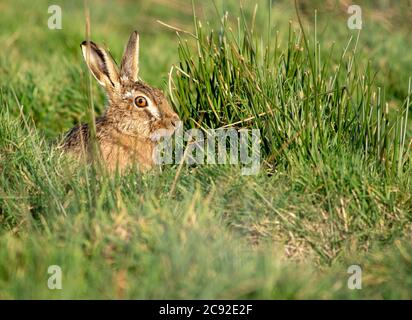 Europäische Feldhase sitzend, Whitewell, Lancashire. Stockfoto