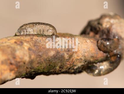 Teich Schneckeneier aus der Mühle Teich, Chipping, Preston, Lancashire, England, Vereinigtes Königreich. Stockfoto