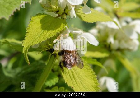 Eine Bumble Biene auf White Dead-Brennnessel, Chipping, Preston, Lancashire, Großbritannien Stockfoto