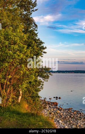 Felsen Klippe mit Bäumen Sommerabend an der Ostsee Stockfoto