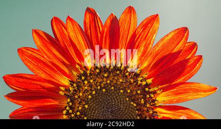 Nahaufnahme der roten Sorte der gemeinsamen Sonnenblume (Helianthus annuus) von der Sonne hinterleuchtet. Stockfoto