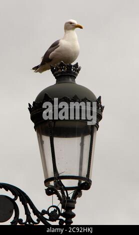 Europäische Heringmöwe Larus argentatus Möwe posiert auf einem grauen Metalllampenposten vor einem weiß bewölkten Hintergrund Ribadesella Asturias Spanien Stockfoto