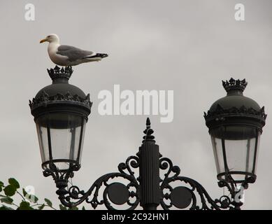 Europäische Heringmöwe Larus argentatus Möwe posiert auf einem grauen Metalllampenposten vor einem weiß bewölkten Hintergrund Ribadesella Asturias Spanien Stockfoto