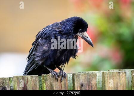 Rook, corvus frugilegus, auf einem Gartenzaun, Schottland, Großbritannien Stockfoto