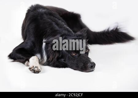 Gelangweilt und aufgeregt Welpen isoliert auf weiß mit Kopierraum. In voller Länge Porträt eines traurigen und nachdenklichen reinrassigen Border Collie Hund Blick nach unten nachdenklich Stockfoto