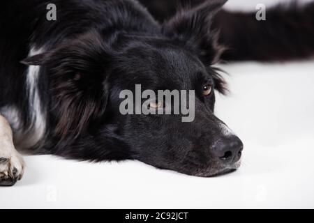 Gelangweilt und aufgeregt Welpen isoliert auf weiß mit Kopierraum. In voller Länge Porträt eines traurigen und nachdenklichen reinrassigen Border Collie Hund Blick nach unten nachdenklich Stockfoto