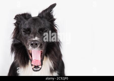 Volle Länge Portrait von Müde reinrassigen Border Collie Hund auf weißem Hintergrund mit Kopie Raum isoliert Gähnen. Langweilig Schwarz und Weiß faul Welpen pet-si Stockfoto