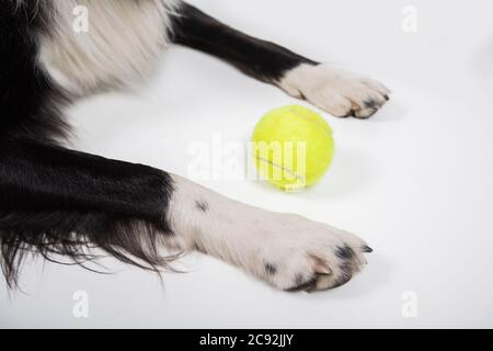 Nahaufnahme von Hundepfoten und Tennisball auf dem Boden. Gehorsam Haustier bereit für Spiele mit seinem Meister zu spielen. Stockfoto