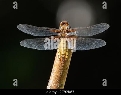Eine weibliche breitkörperige Chaser, Chipping, Preston, Lancashire, Großbritannien Stockfoto