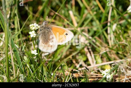 Ein kleiner Heideschmetterling, Chipping, Preston, Lancashire, Großbritannien Stockfoto