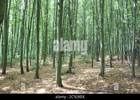Fagus sylvatica - ein Wald voller Buchen; dieser Baum wird manchmal die Königin der Bäume genannt Stockfoto