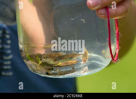 Stichlinge im Glas, Chipping, Preston, Lancashire, UK Stockfoto