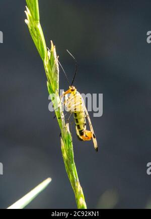 Common European Scorpionfly, Chipping, Preston, Lancashire, Großbritannien Stockfoto