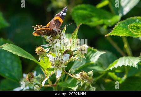 Ein Schmetterling des Roten Admirals, der auf Bramble-Blumen ruht, Chipping, Preston, Lancashire, Großbritannien Stockfoto