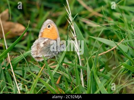 Ein kleiner Heideschmetterling, Chipping, Preston, Lancashire, Großbritannien Stockfoto