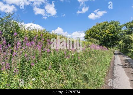 Rosebay Willowherb / Epilobium angustifolium Kolonie neben einer ländlichen Hecke am Straßenrand. Junge Blätter können gekocht gegessen werden & wurde als Heilpflanze verwendet. Stockfoto