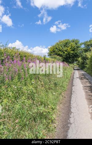 Rosebay Willowherb / Epilobium angustifolium Kolonie neben einer ländlichen Hecke am Straßenrand. Junge Blätter können gekocht gegessen werden & wurde als Heilpflanze verwendet. Stockfoto