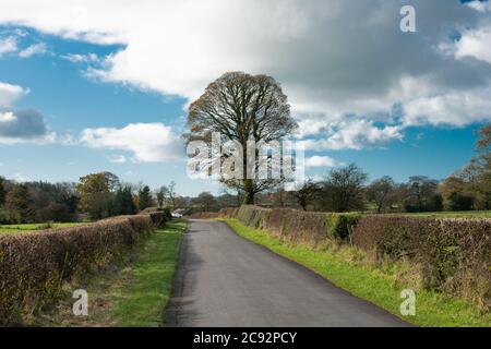 Country Lane, Chipping, Preston, Lancashire, England, Großbritannien. Stockfoto