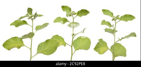 Withania somnifera, allgemein bekannt als ashwagandha, indische Ginseng, Gift Stachelbeere, oder Winterkirsche. Isoliert Stockfoto