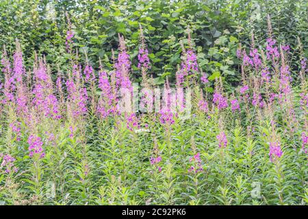 Rosebay Willowherb / Epilobium angustifolium Kolonie neben einer ländlichen Hecke am Straßenrand. Junge Blätter können gekocht gegessen werden & wurde als Heilpflanze verwendet. Stockfoto